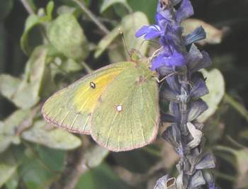 Orange Sulphur