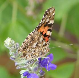 Painted Lady, wings closed