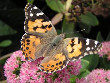 Painted Lady, wings open