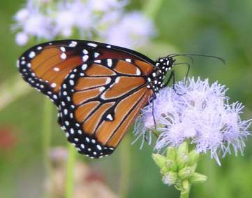 Queen butterfly wings closed