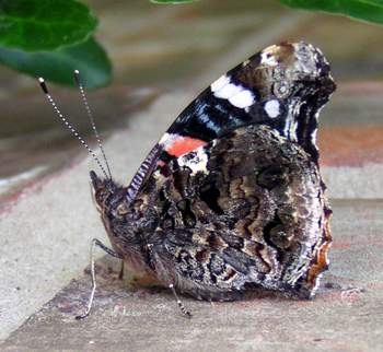 Red Admiral, wings closed