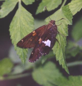 Silver-spotted Skipper