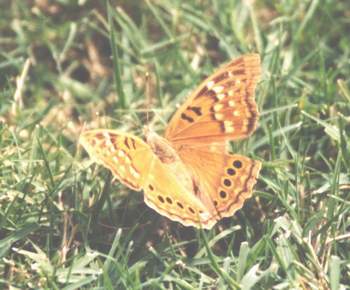 Tawny Emperor