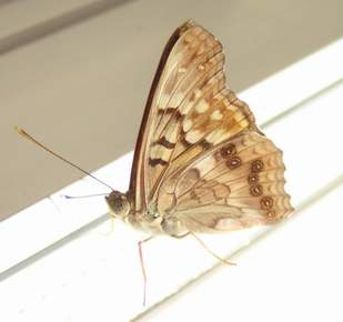 Tawny Emperor, wings closed