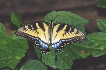 Tiger Swallowtail