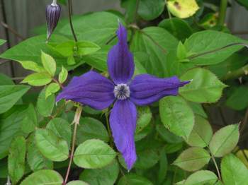 Clematis 'Harlow Carr'.