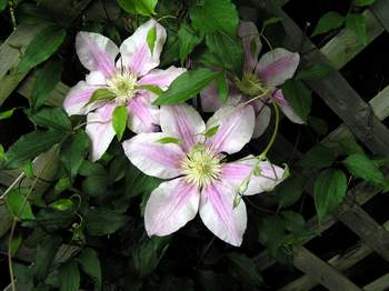 Pink Clematis, name unknown.