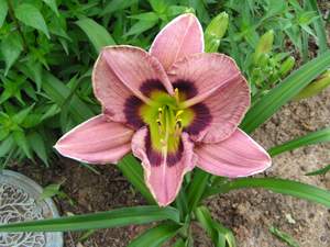 Day Lily - 'Always Afternoon' 