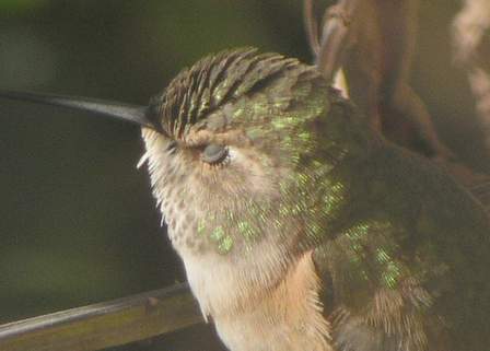 Yes, hummingbirds have eyelashes! 