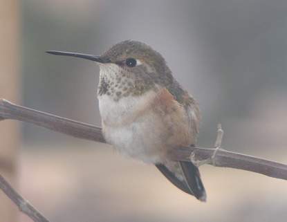 Rufous hummingbird, front view
