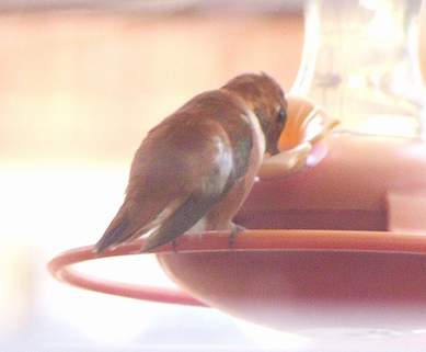 1/6/05, Male Rufous at feeder.