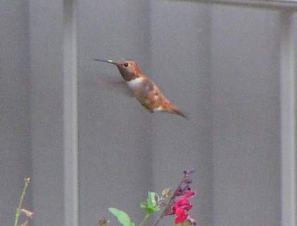 9/27/04, 6:30pm, Male Rufous Hummingbird.