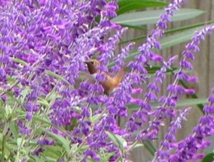 9/27/04, Male Rufous hummingbird, side.