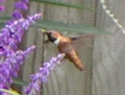 9/27/04, 12:30pm, Male Rufous Hummingbird, side.