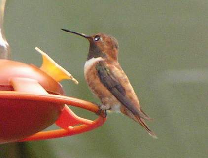 10/3/04, Male Rufous at feeder.