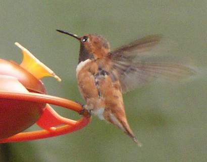 10/3/04, Male Rufous flying from feeder.
