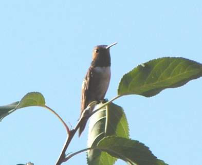 9/28/04, Male Rufous Hummingbird, front.