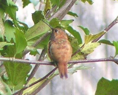 10/2/04, Male Rufous Hummingbird, back.