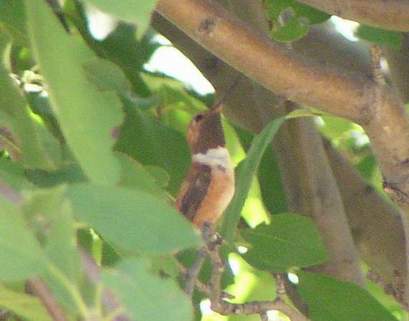 9/29/04, Male Rufous Hummingbird front.