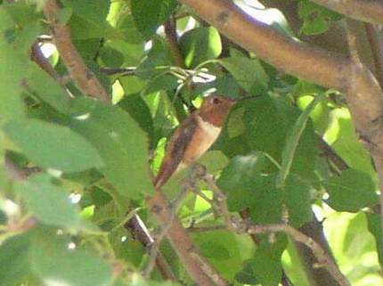 9/29/04, Male Rufous Hummingbird, front.