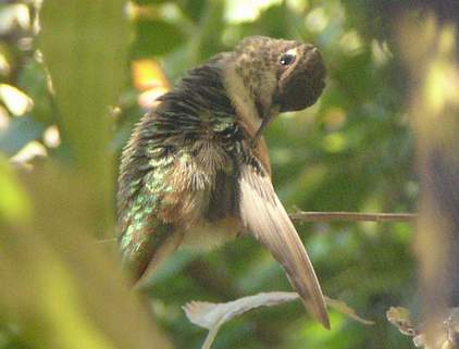 Female Rufous Hummingbird preening