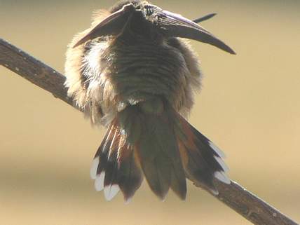 Female Rufous Hummingbird, tail view