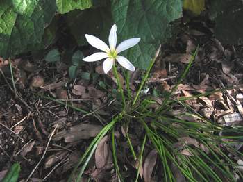 Rain Lilly, (Zephyranthes candida)